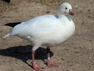 Ross's Goose (WWT Slimbridge March 2011) - pic by Nigel Key